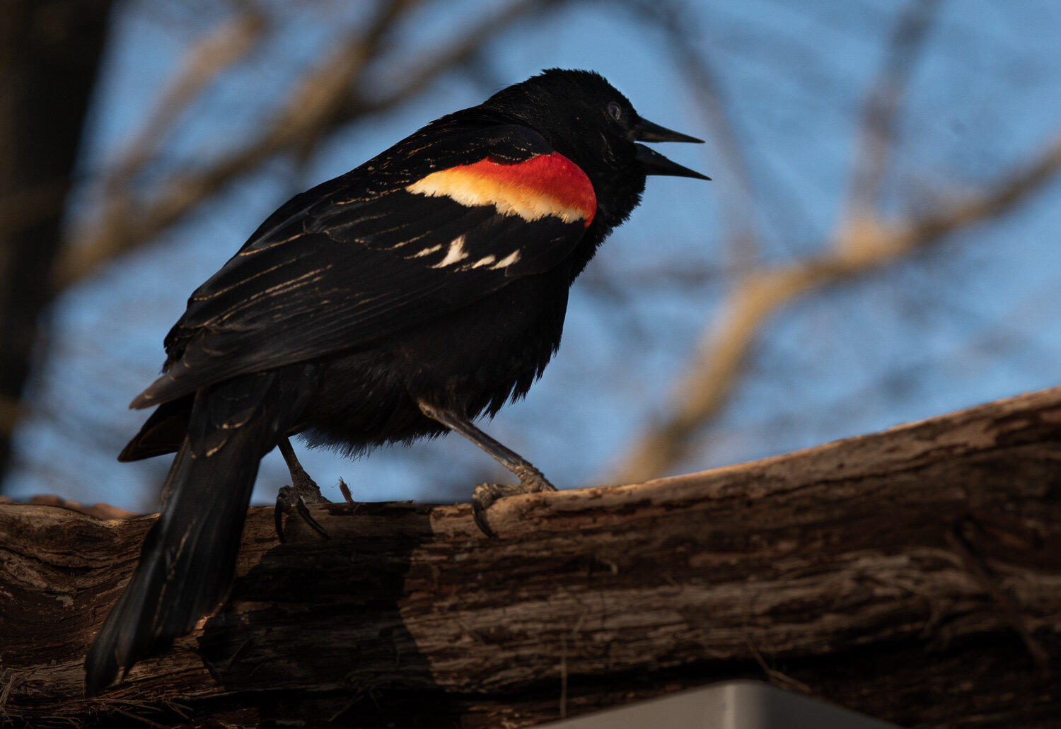 Red Winged Blackbird, male