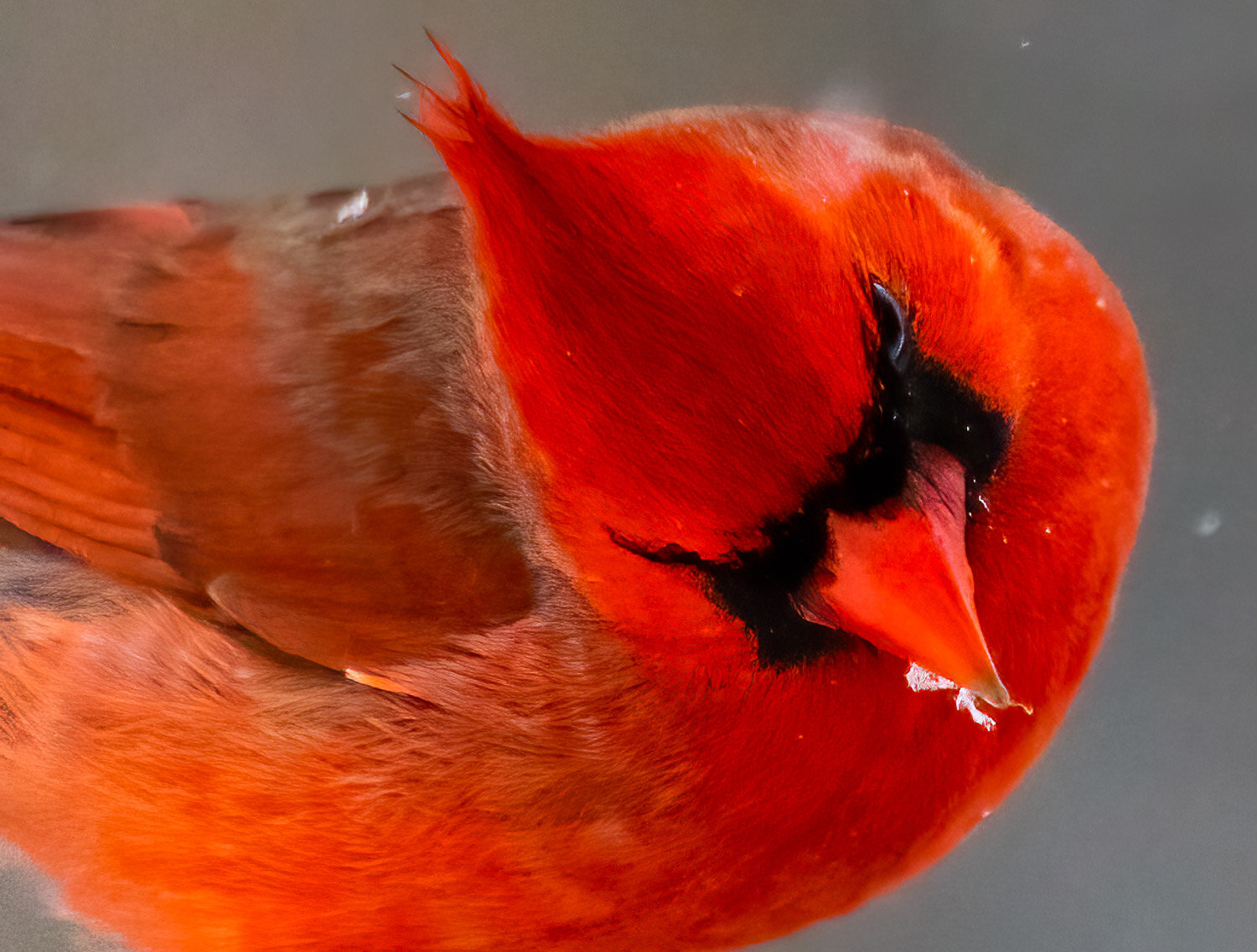 Cardinal, male