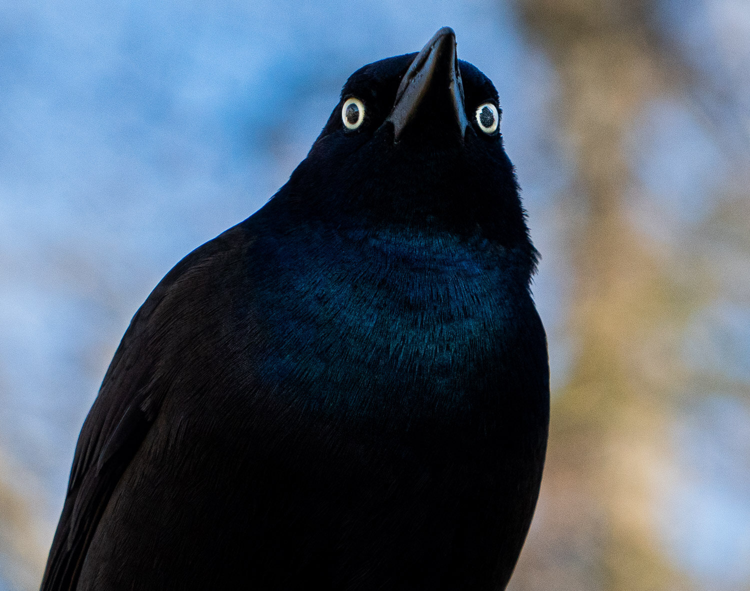 Grackle