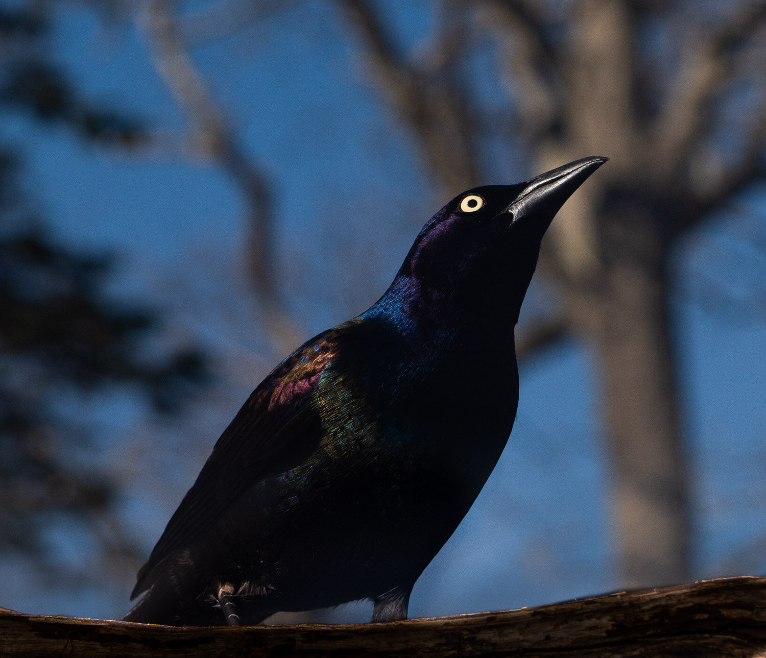 Grackle