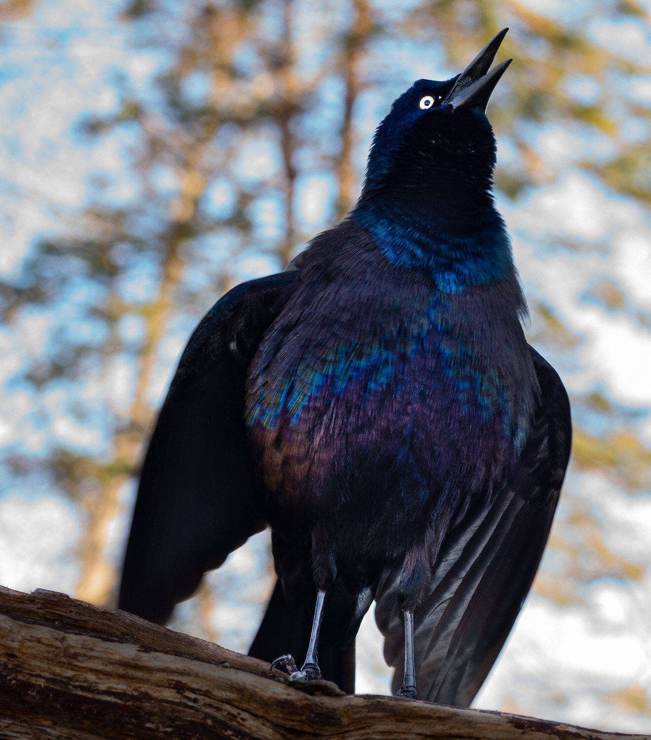 Grackle Ruffles His Feathers
