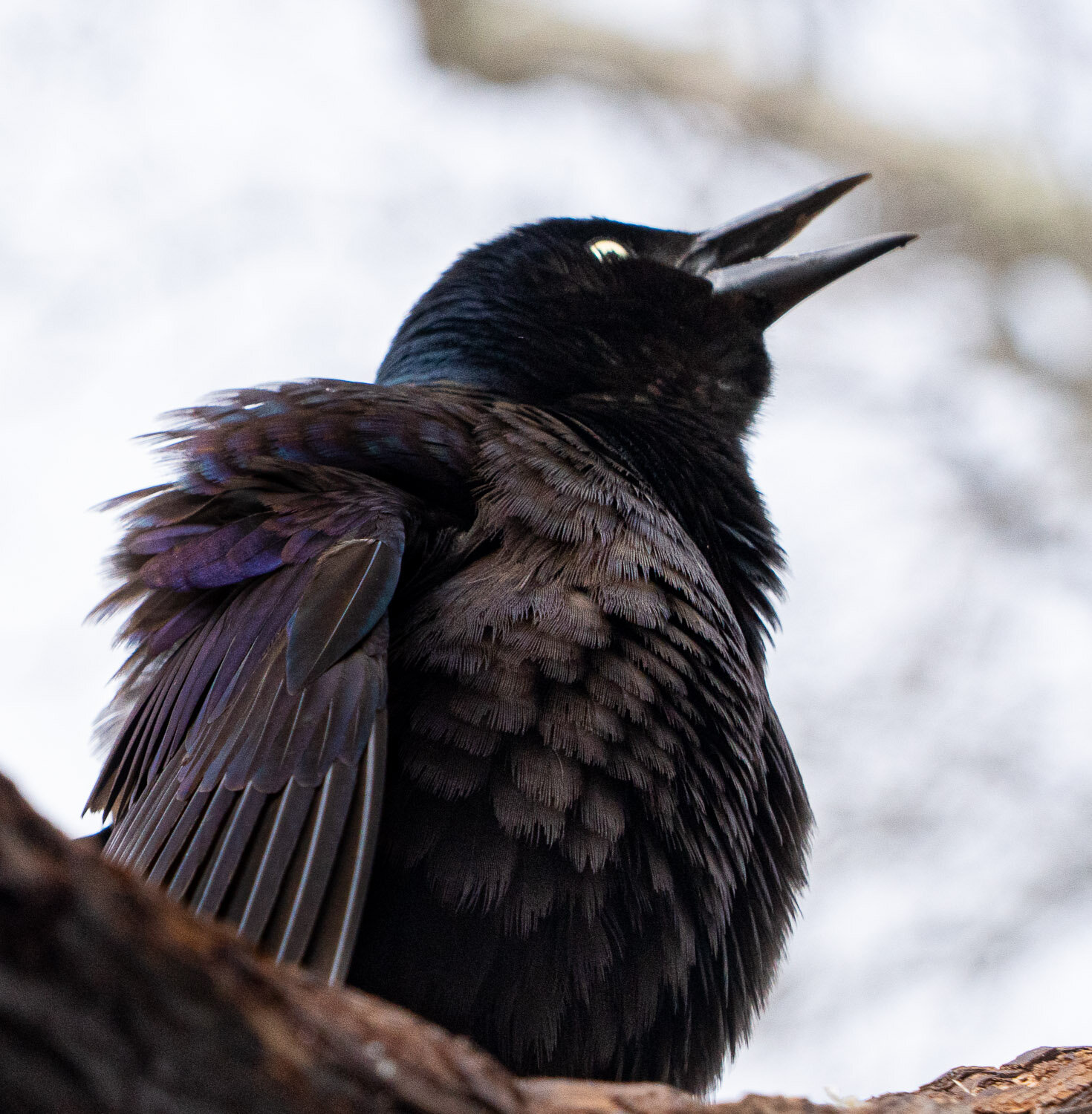 Grackle, ruffles