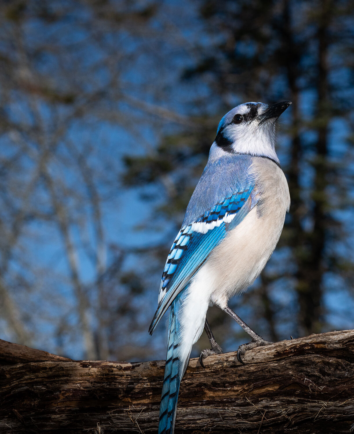 Bluejay