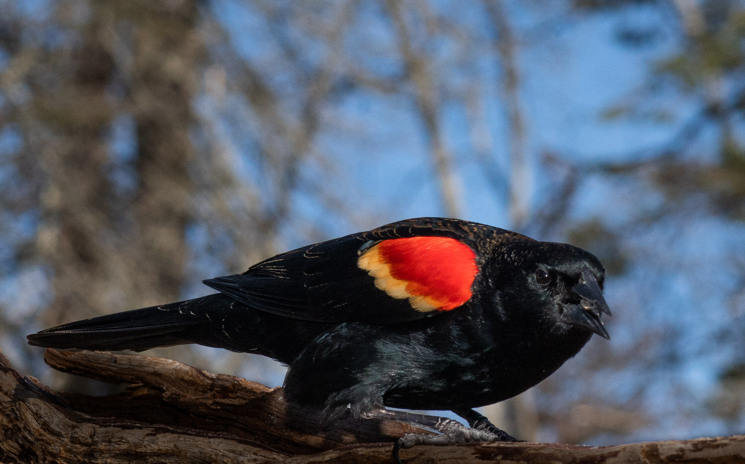 Red Winged Blackbird, male