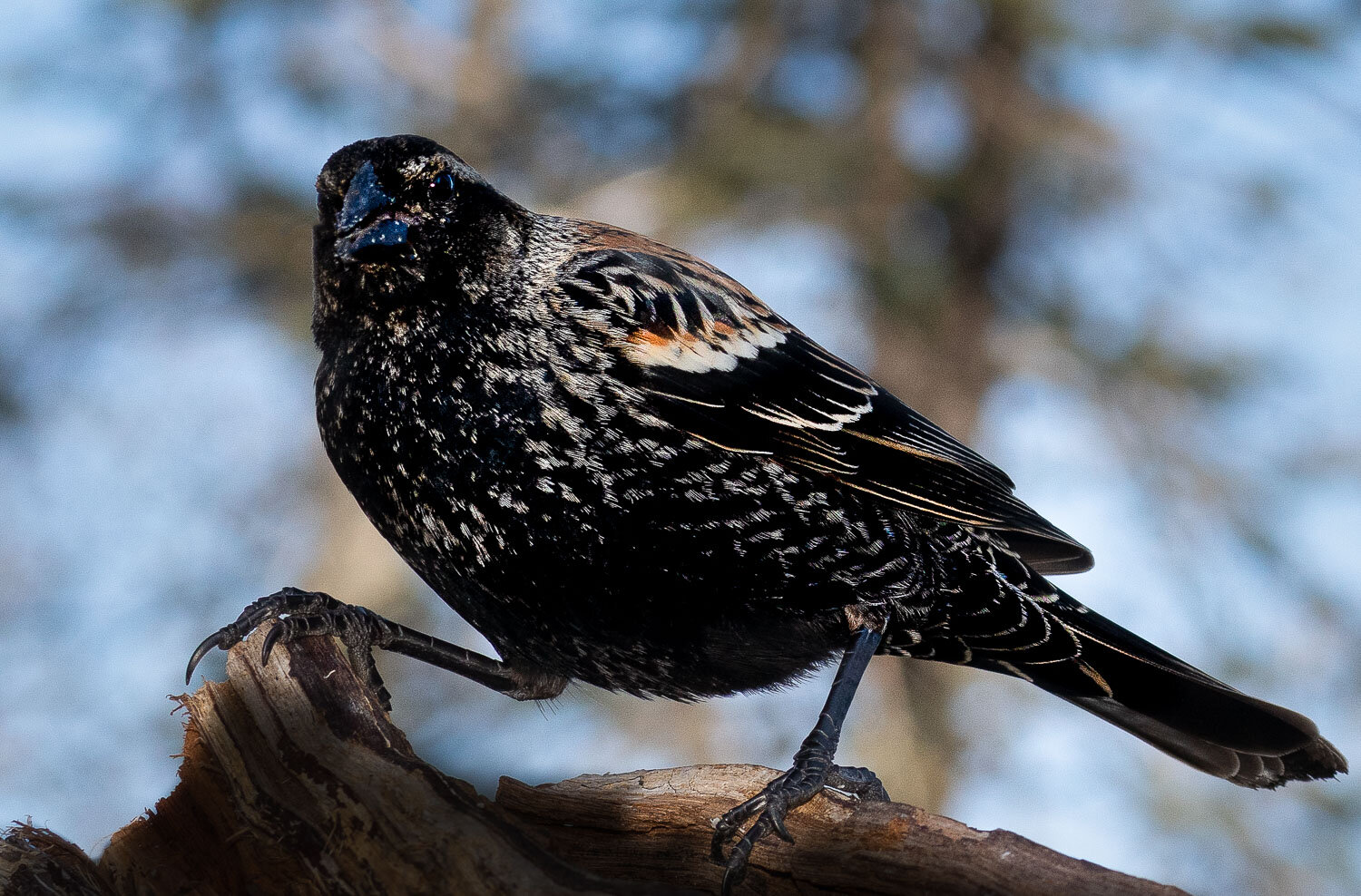 Red Winged Blackbird, female