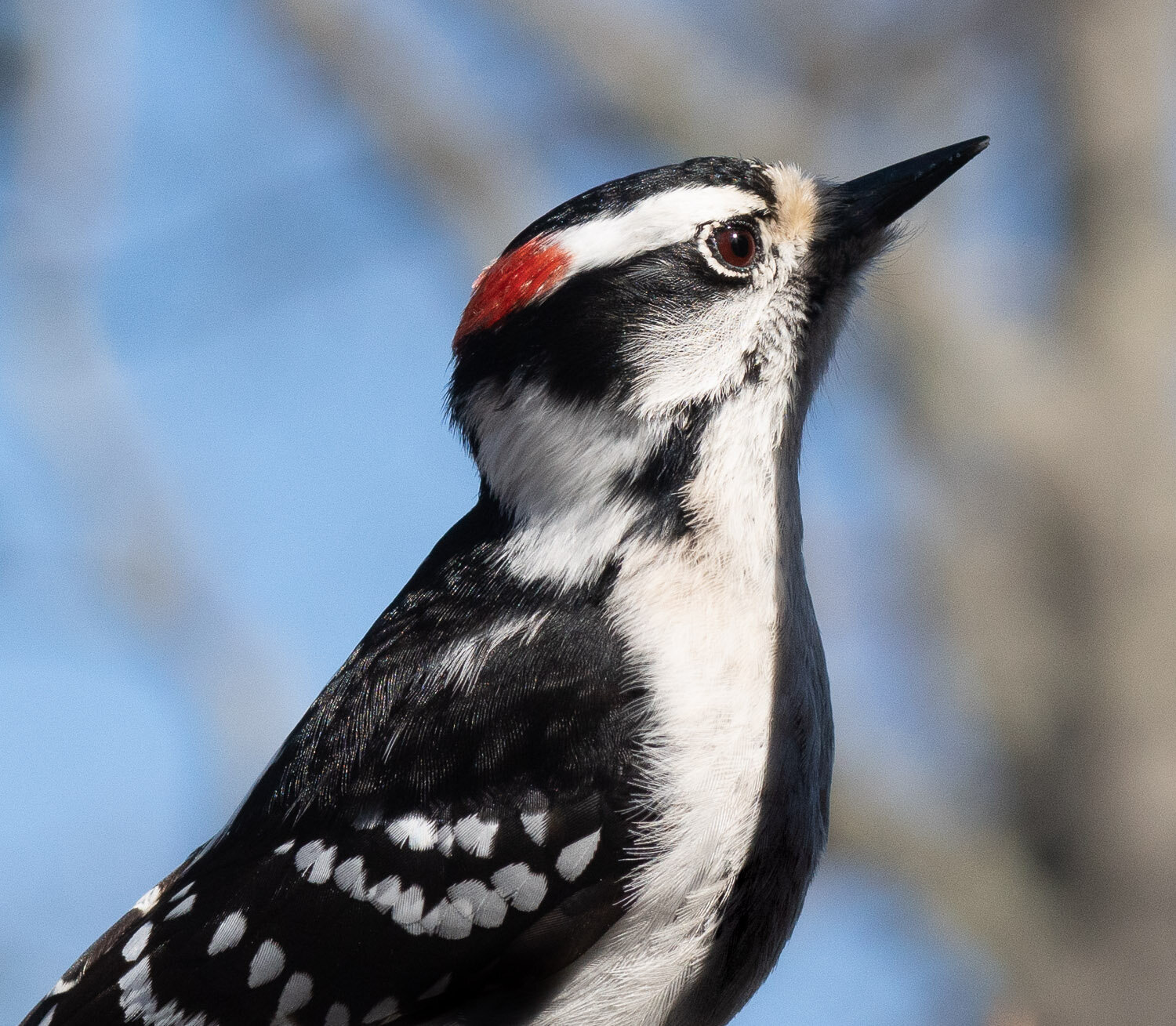 Red Bellied Woodpecker, female