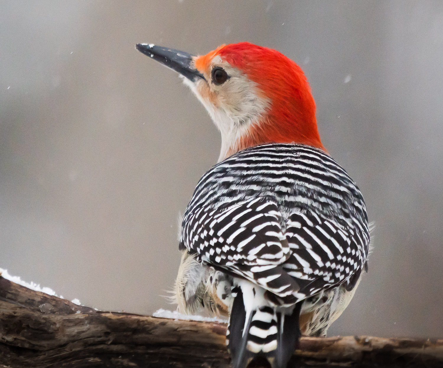 Red Bellied Woodpecker, male