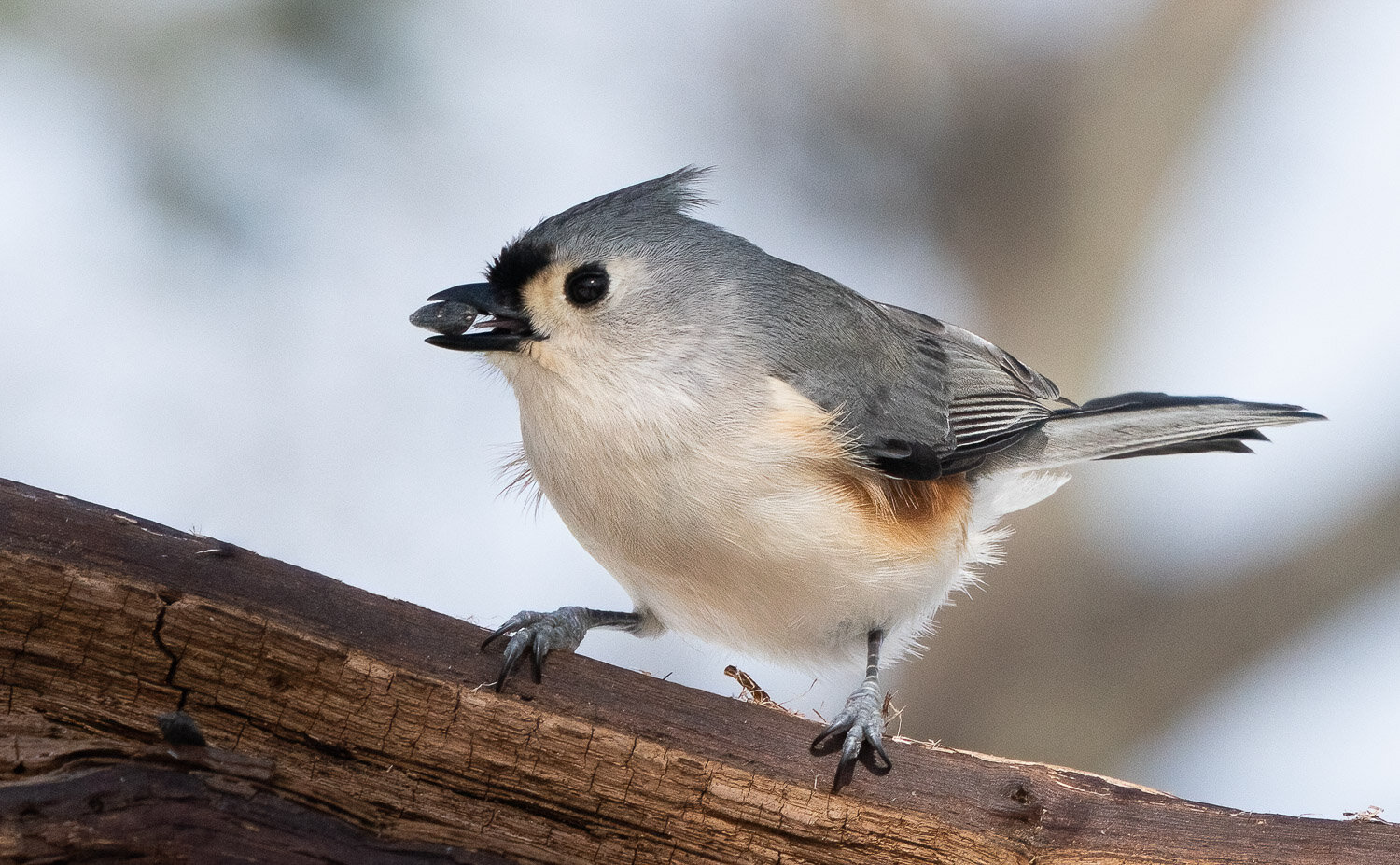 Titmouse