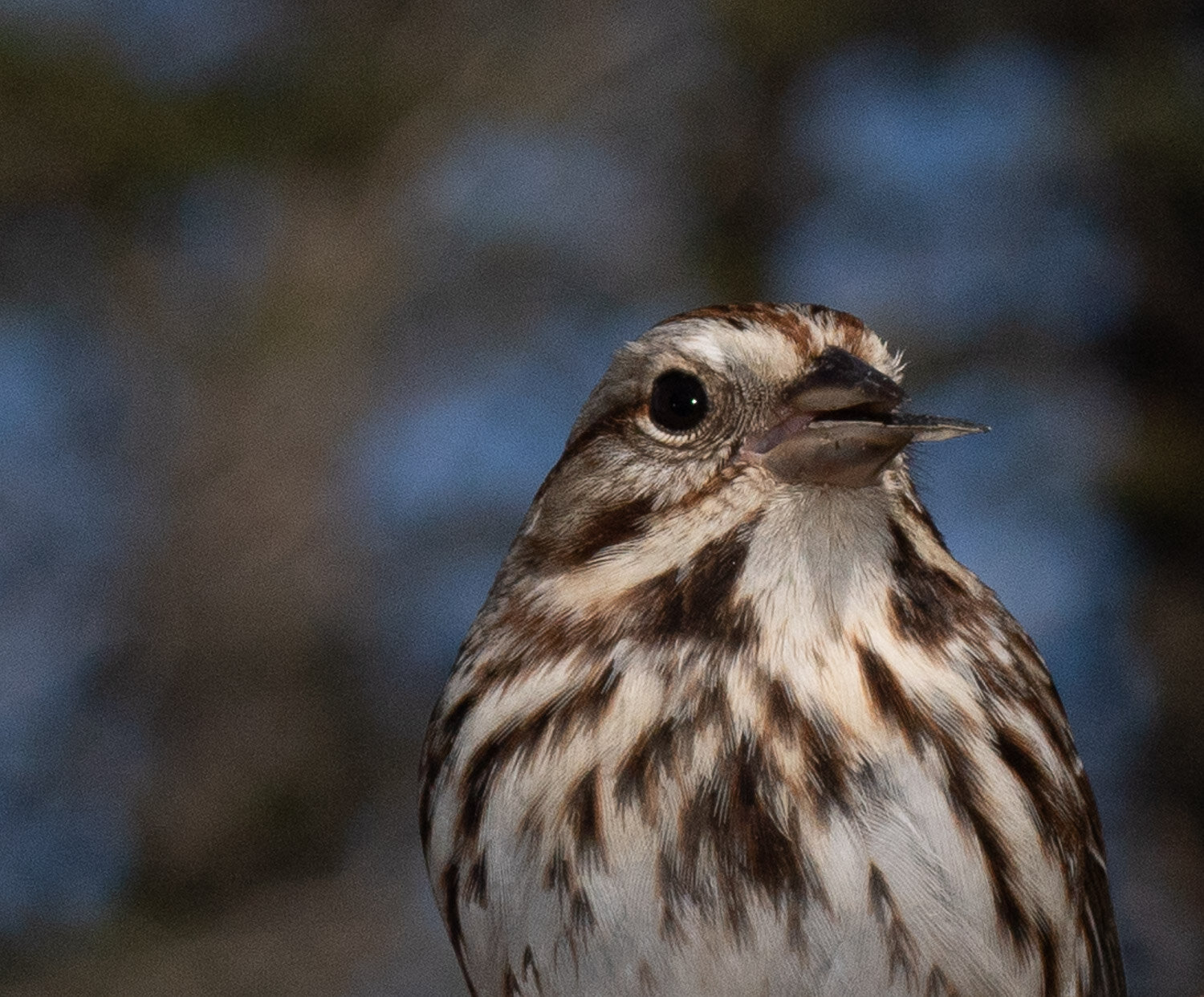 Song Sparrow