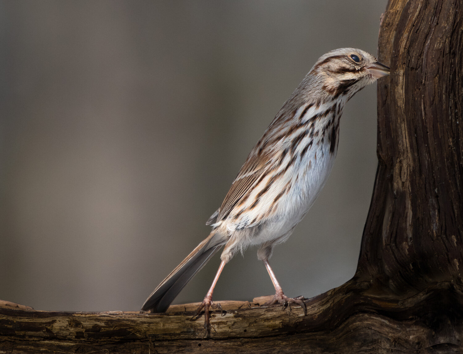 It's a Stretch, Song Sparrow