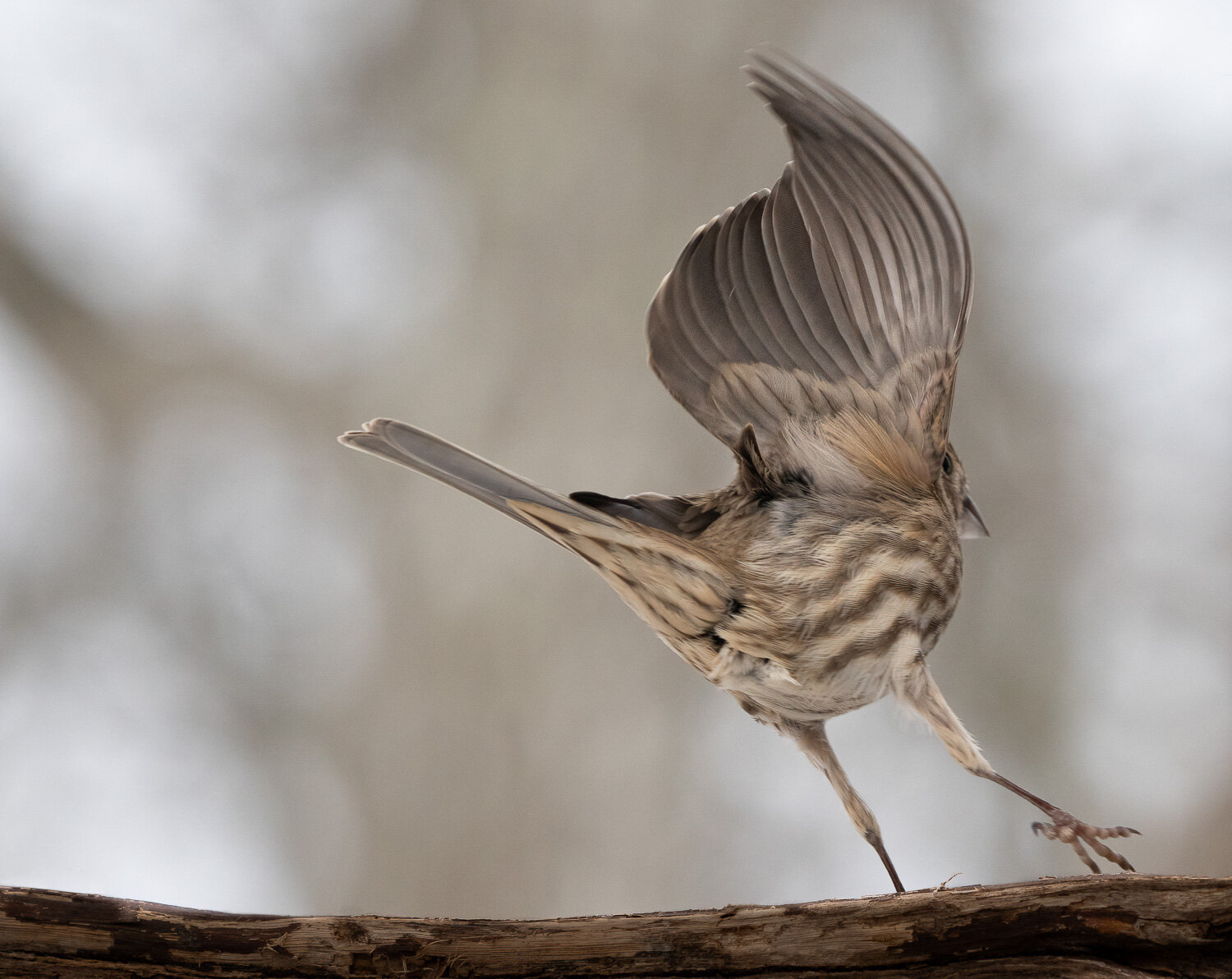 Song Sparrow