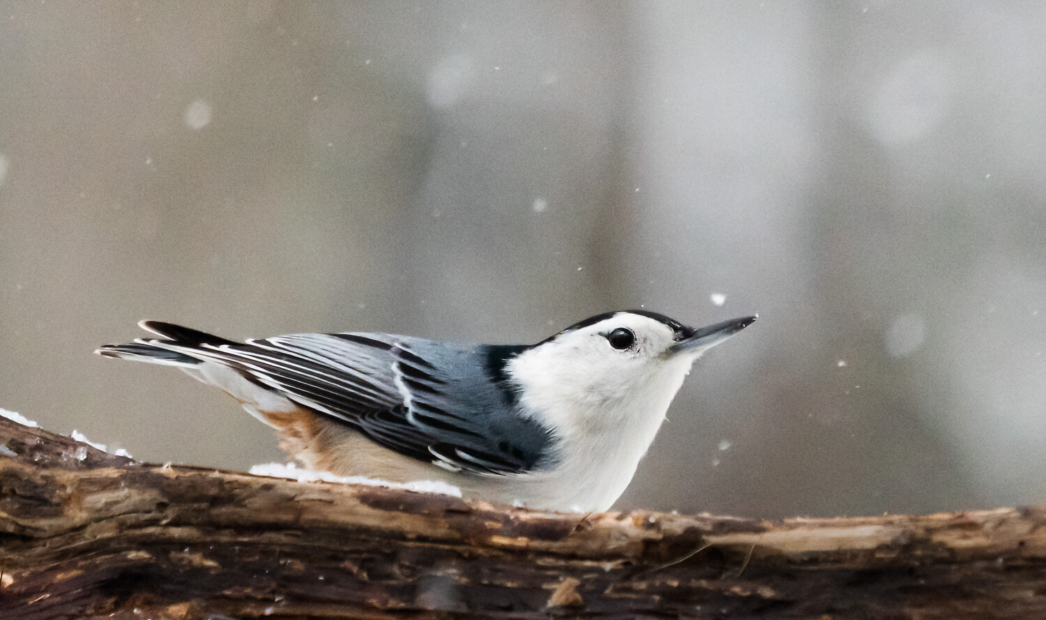 Nuthatch