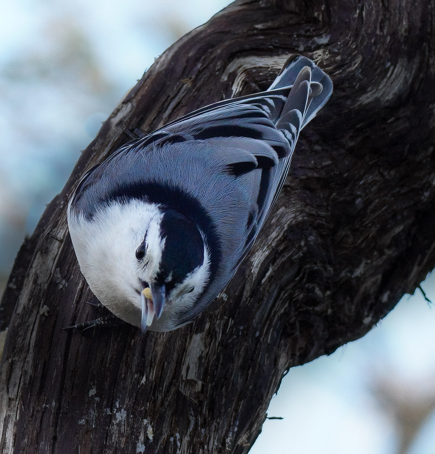 Nuthatch