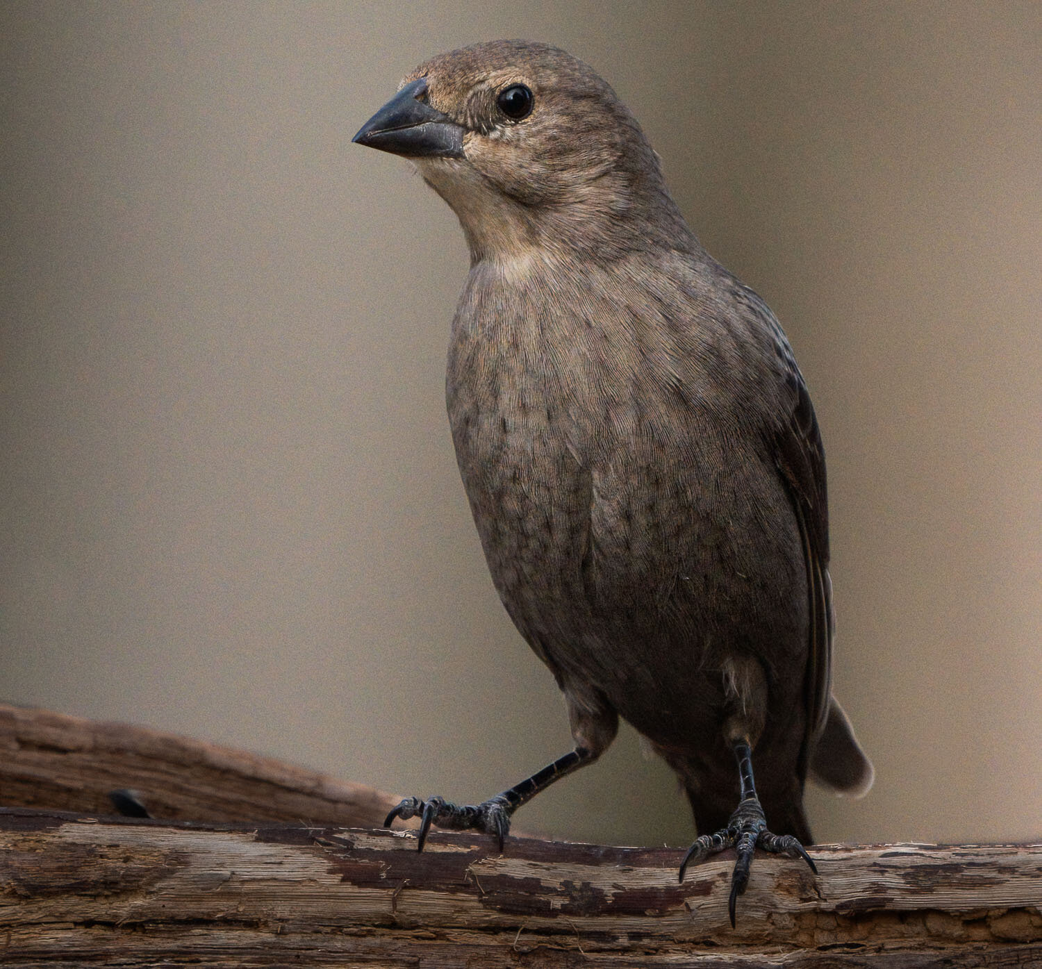 Finch, female