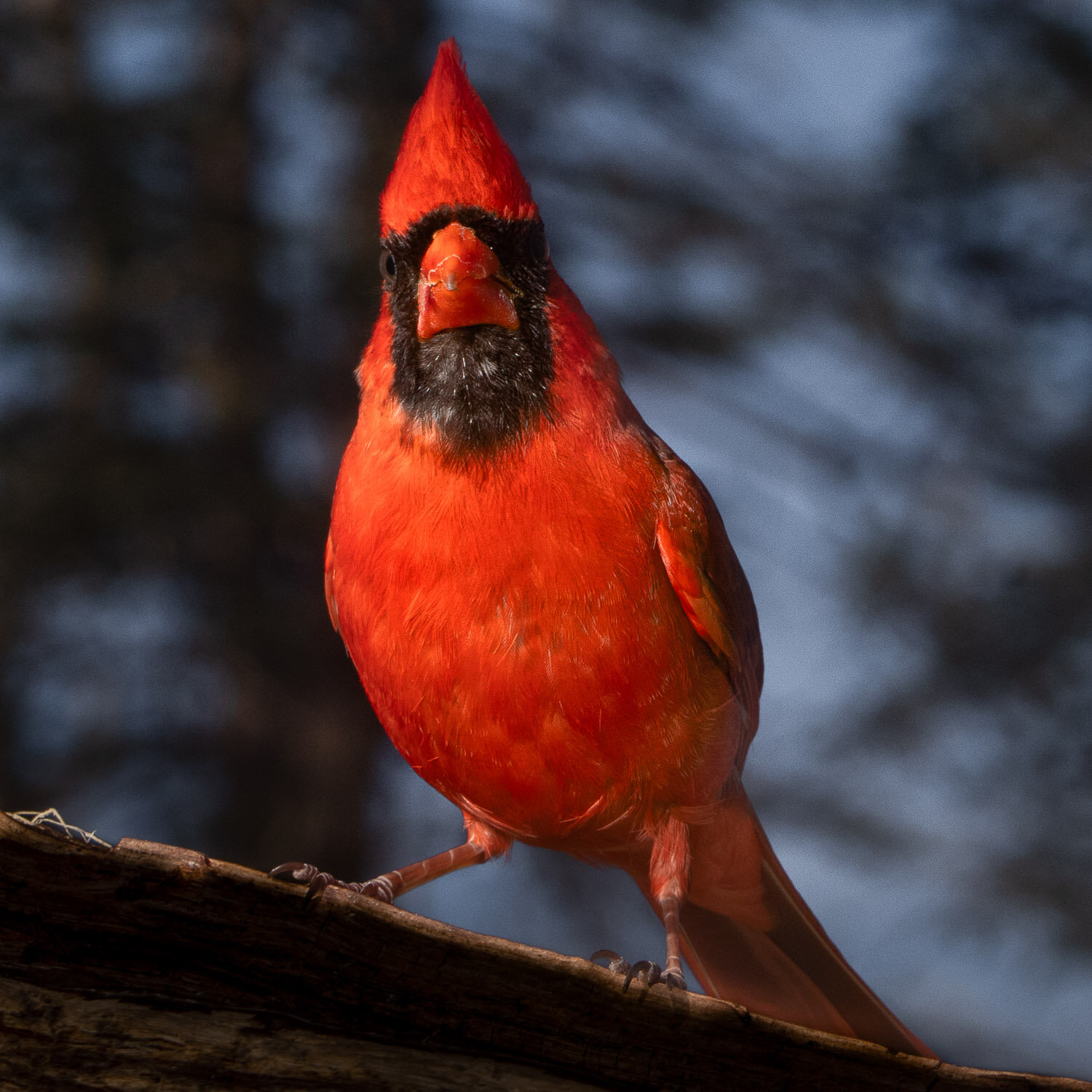 Cardinal, male