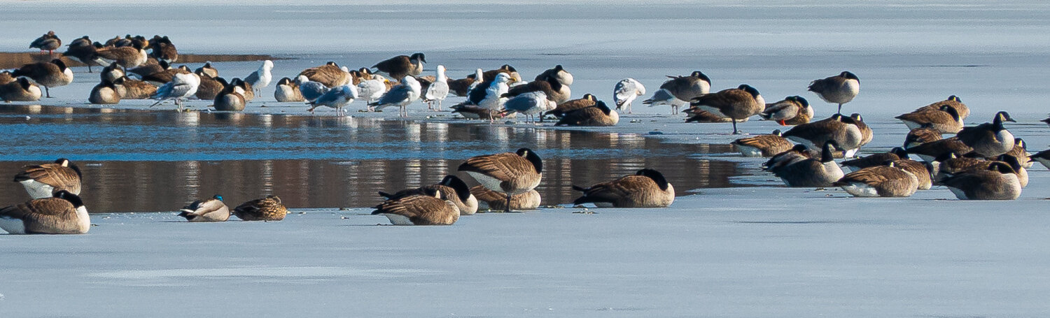 Canadian Geese