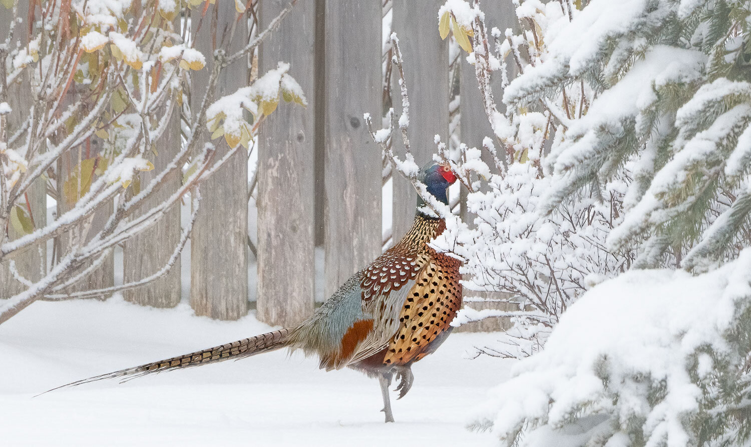 Pheasant