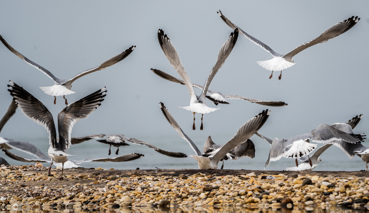 Gulls