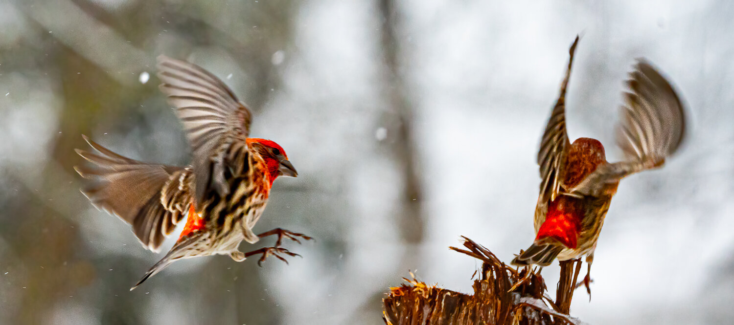 House Finch, Flight