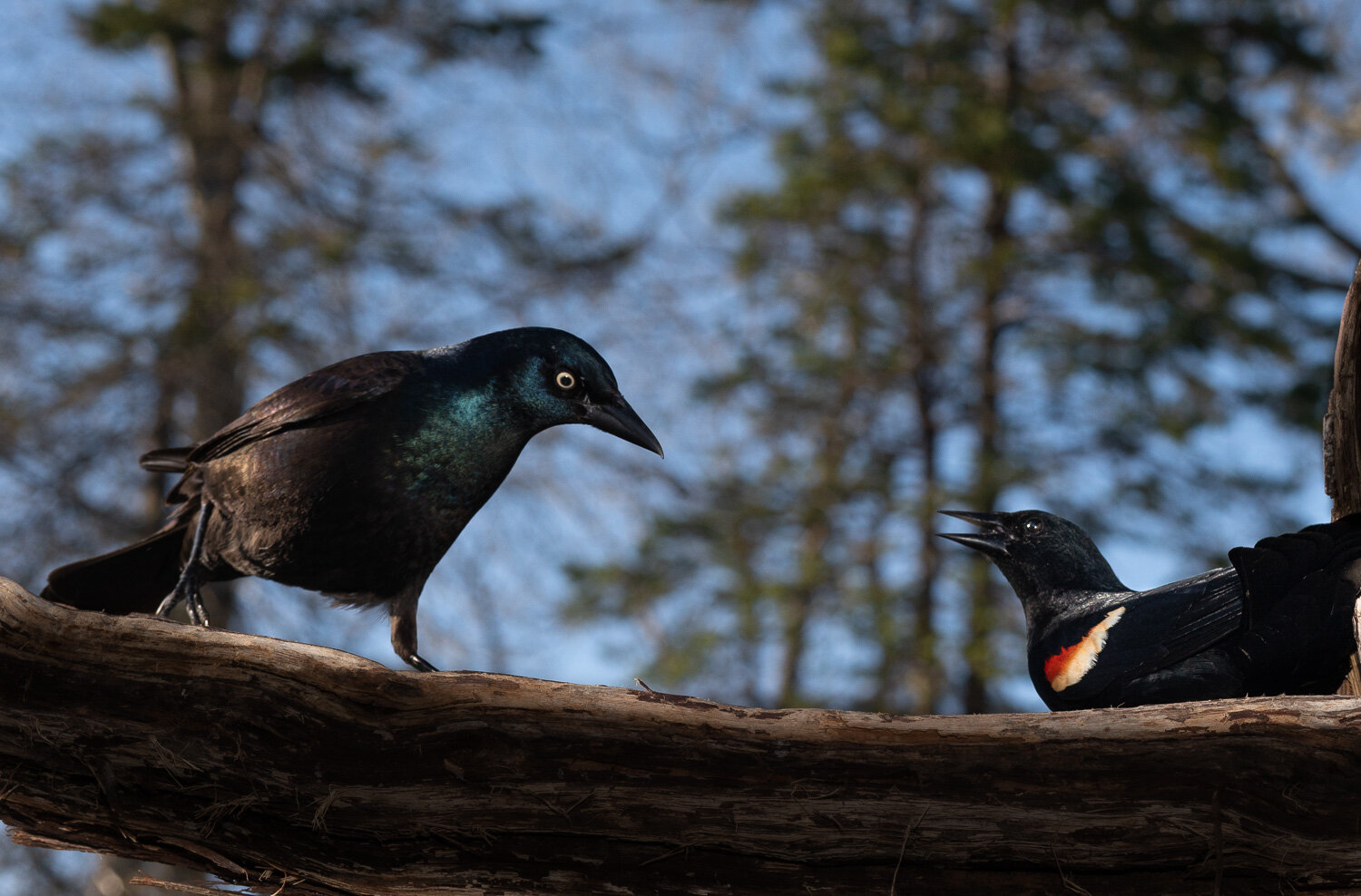 Grackle and Red Winged Blackbird