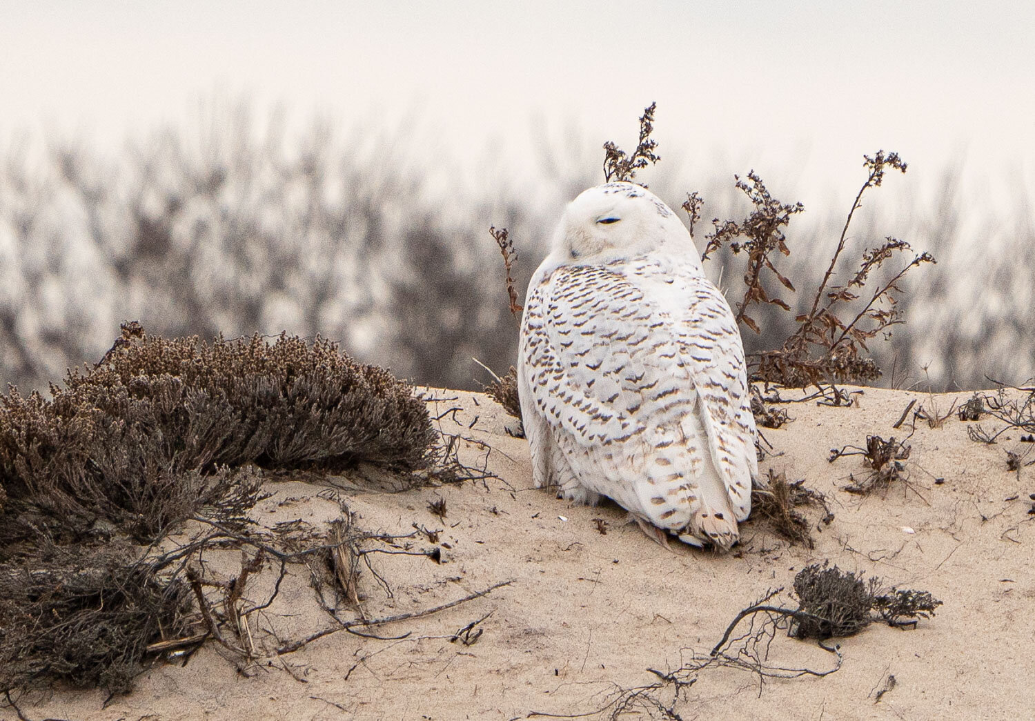 Snowy Owl