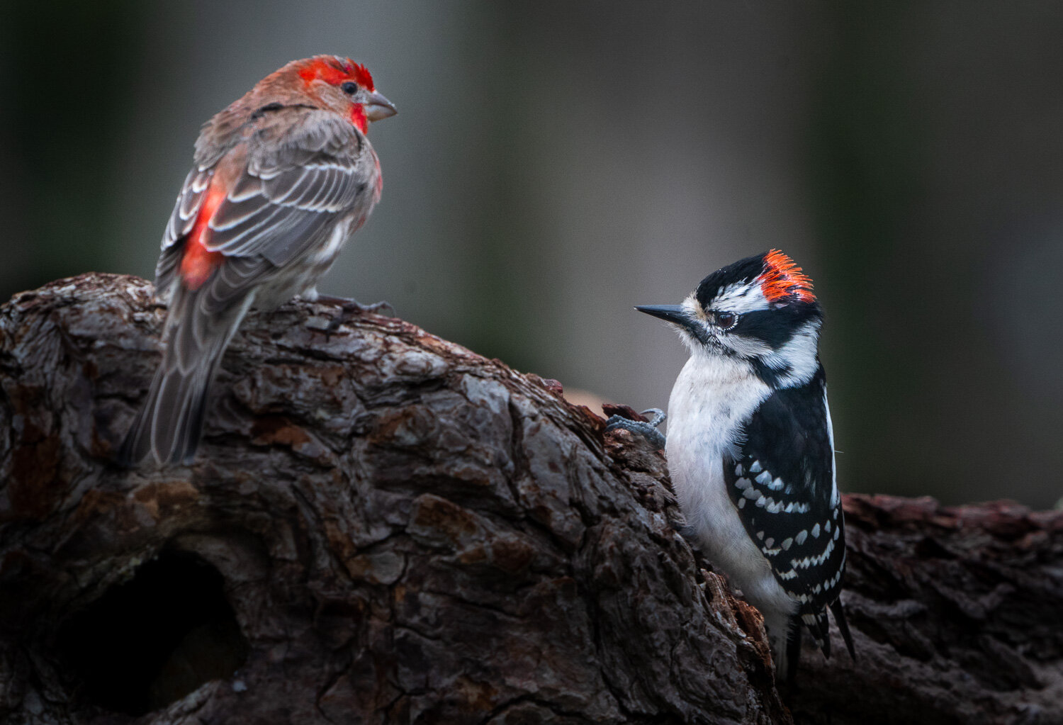 finch-woodpecer-redheads.jpg