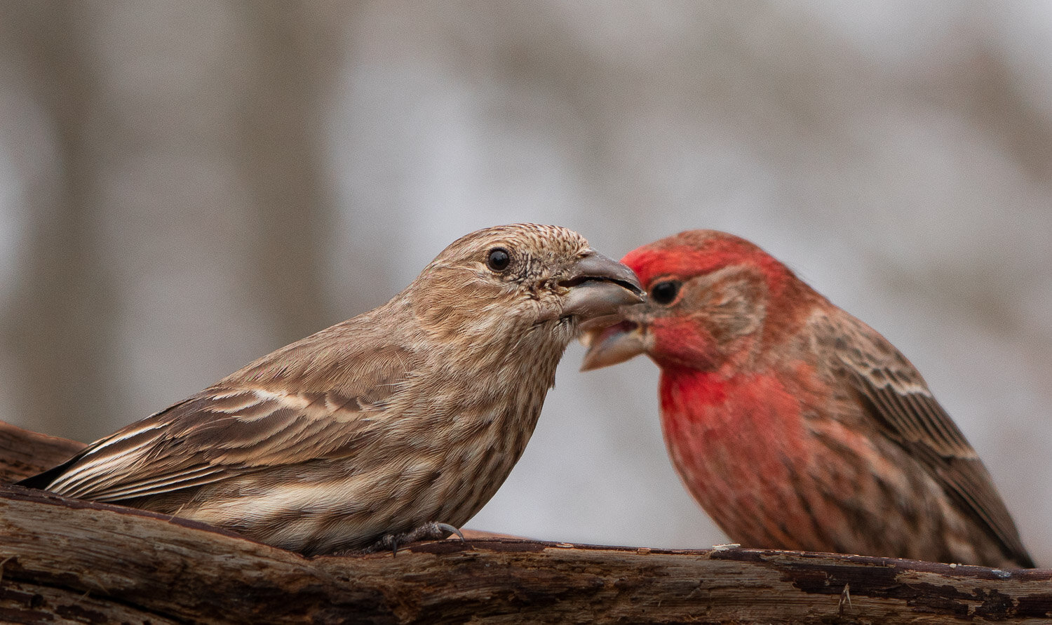 house-finch-male-female.jpg