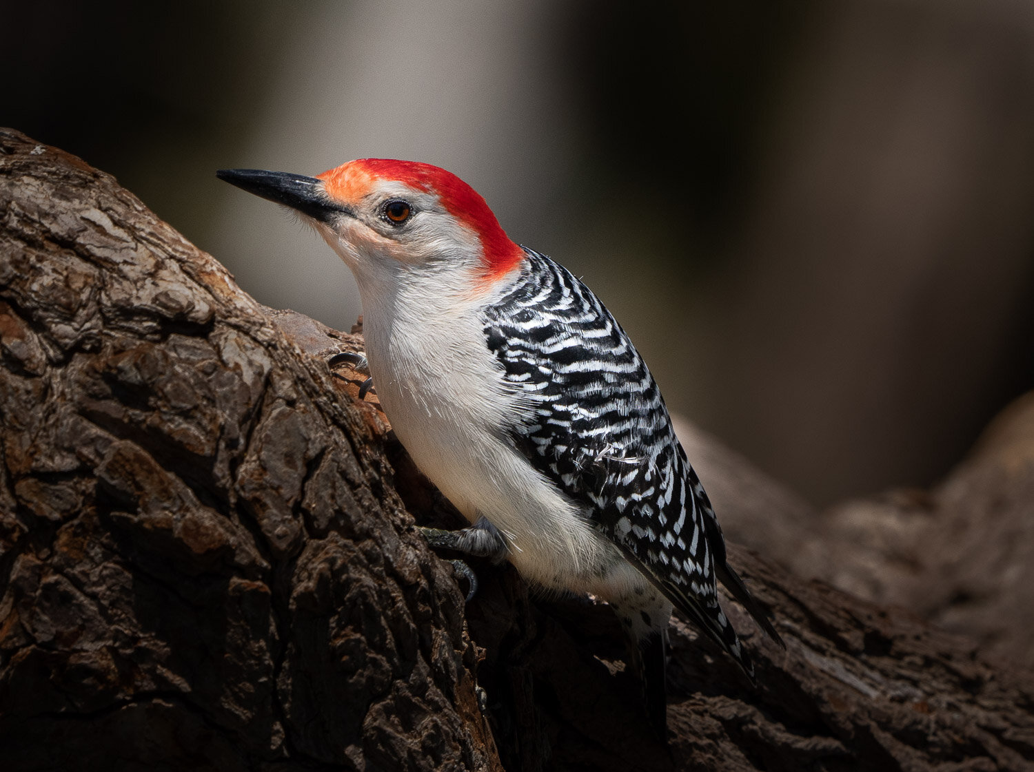 red-bellied-woodpecker-bird1.jpg