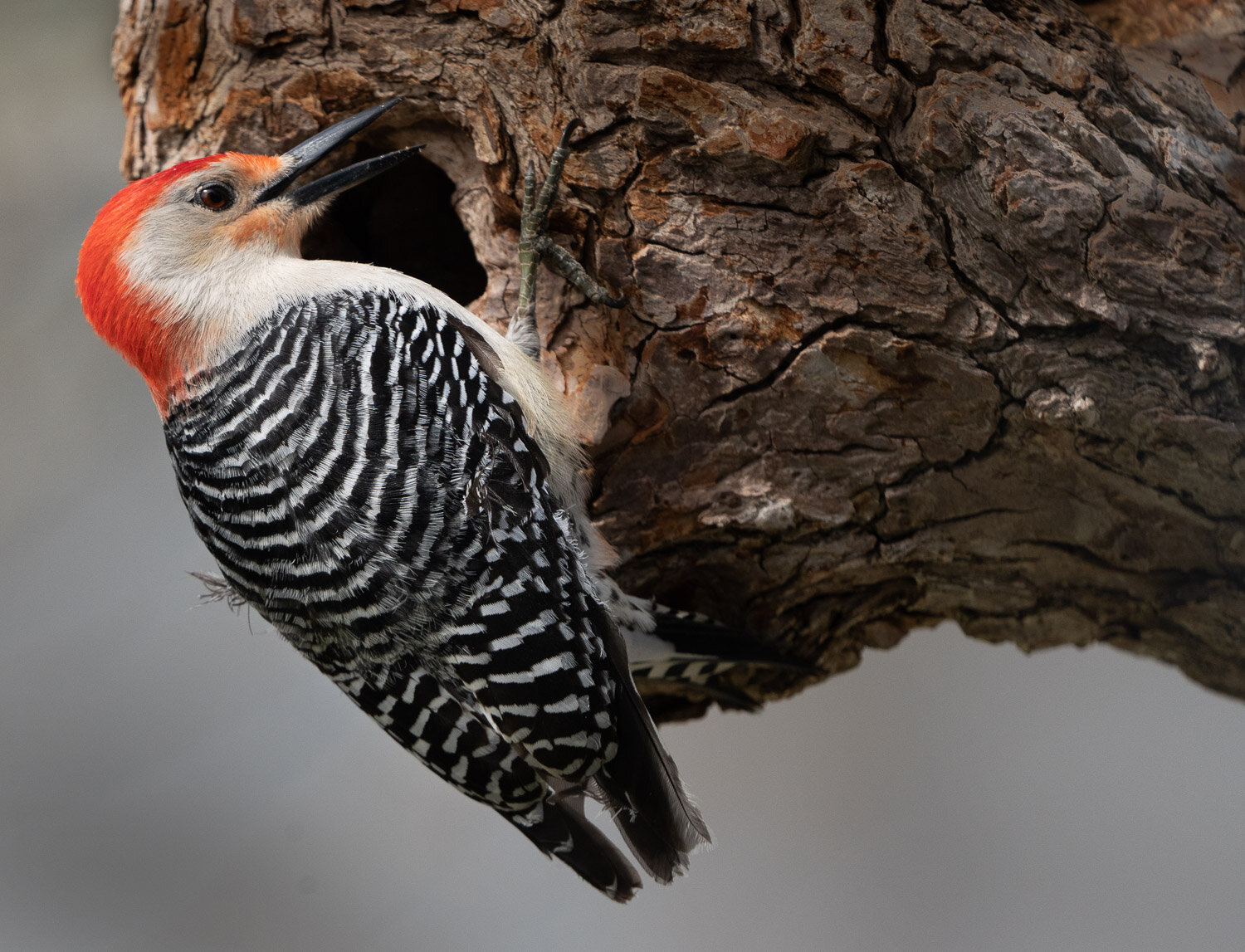 red-bellied-woodpecker8.jpg