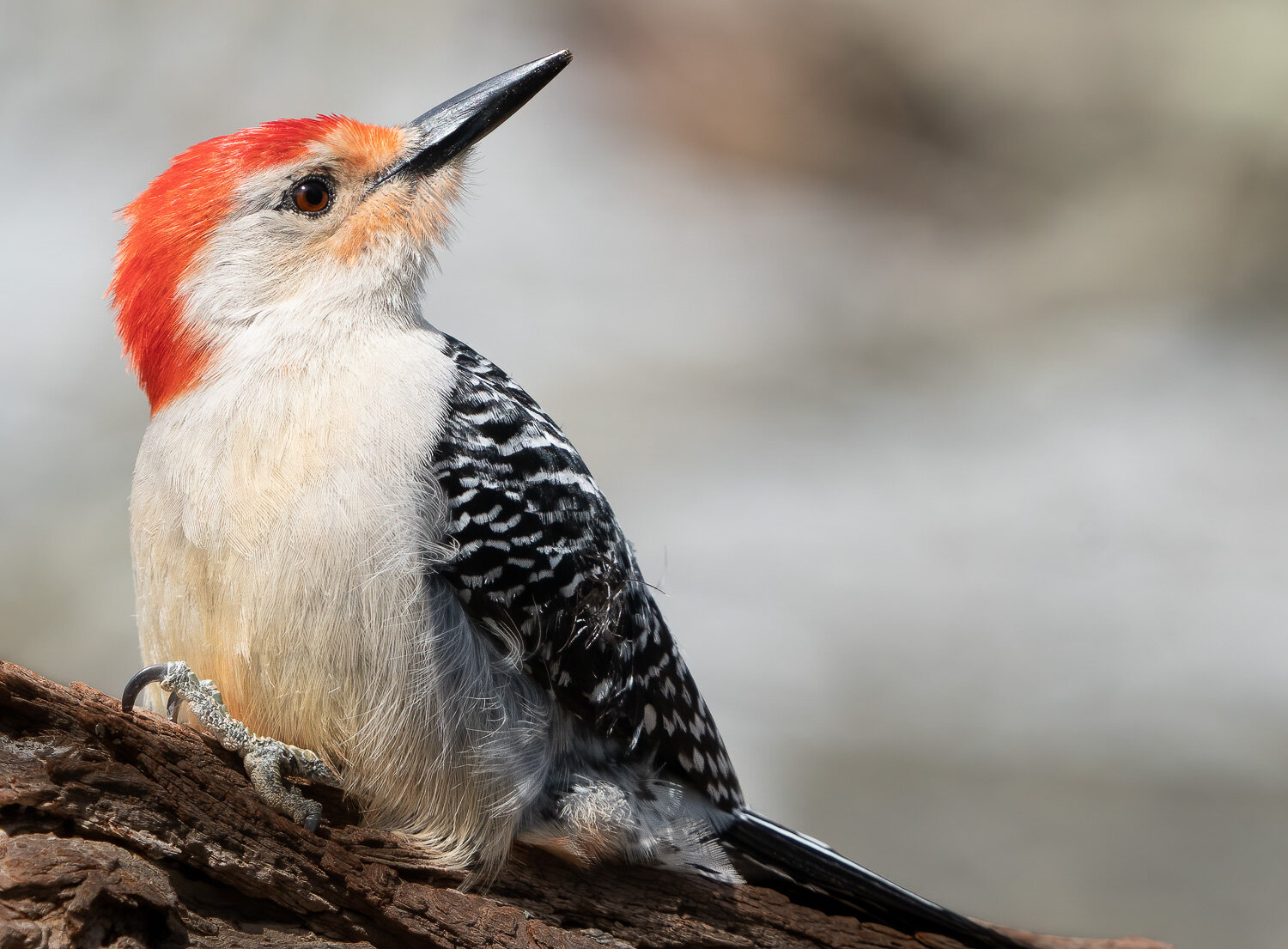 red-bellied-woodpecker5.jpg