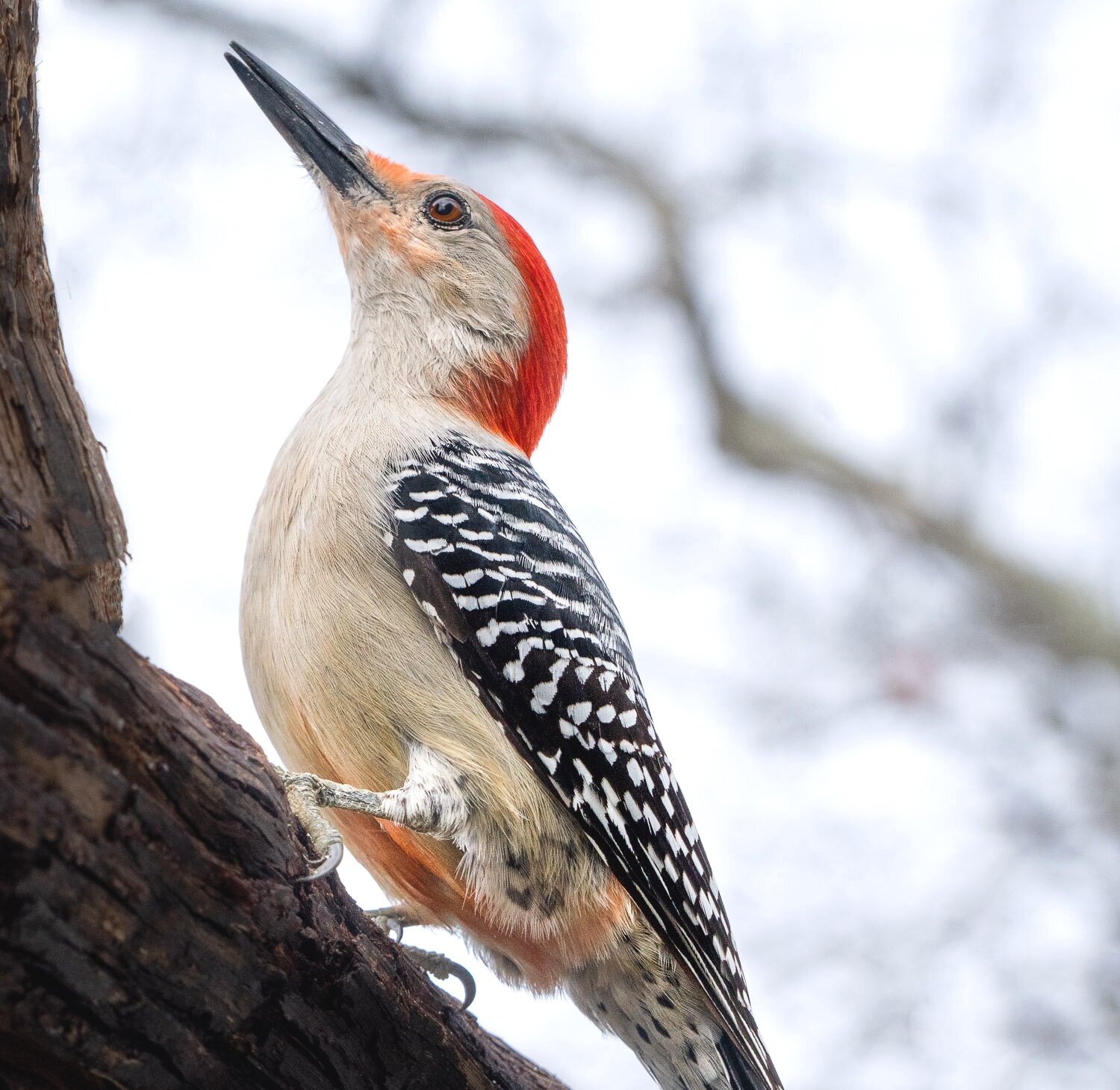Red Bellied Woodpecker, male