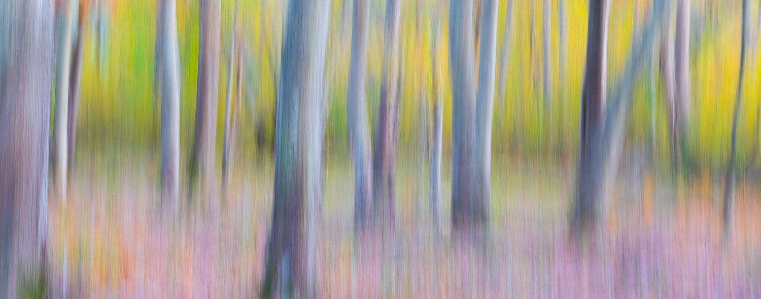  Autumn color motion study  