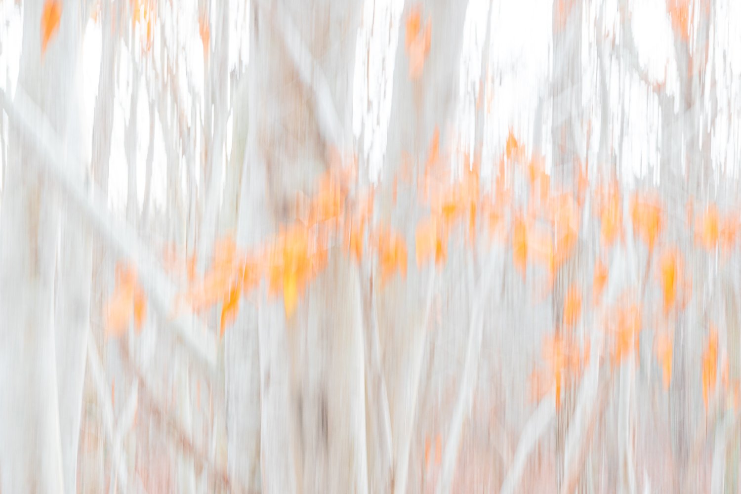  Autumn color motion study  