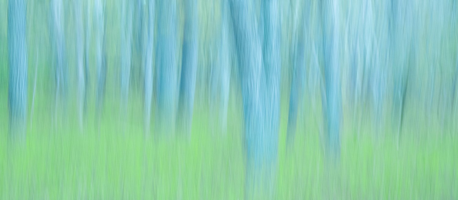  Spring comes to the woods, motion color study 