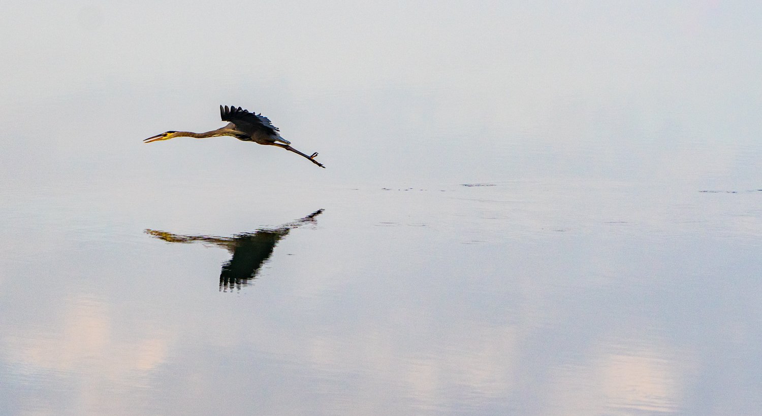 Great Blue Heron Mirrored