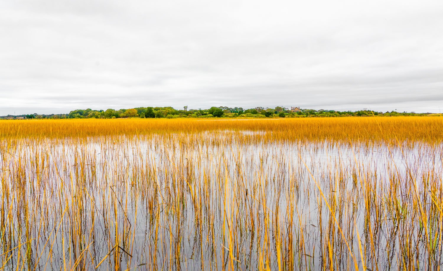  Autumn Grasses wetlands 