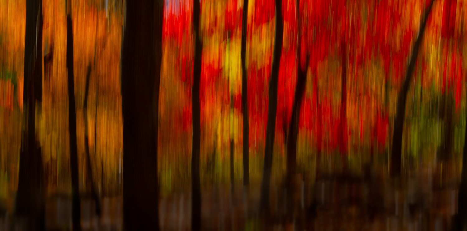  Still Motion trees autumn 