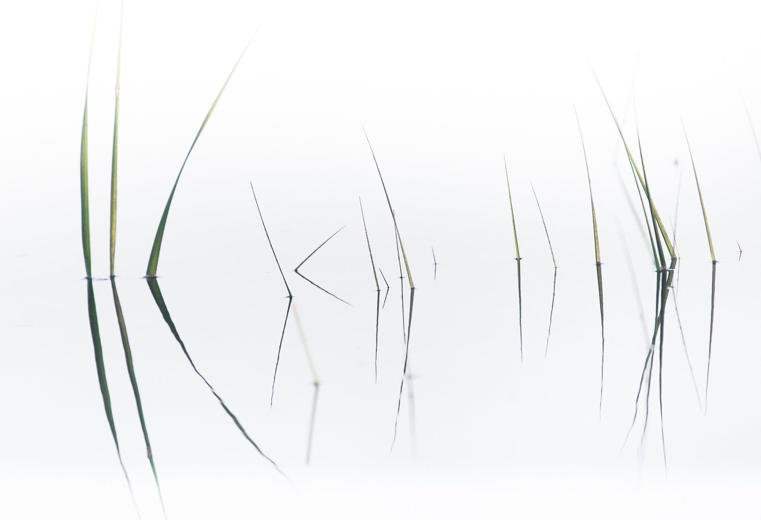  Abstract grasses wetlands 