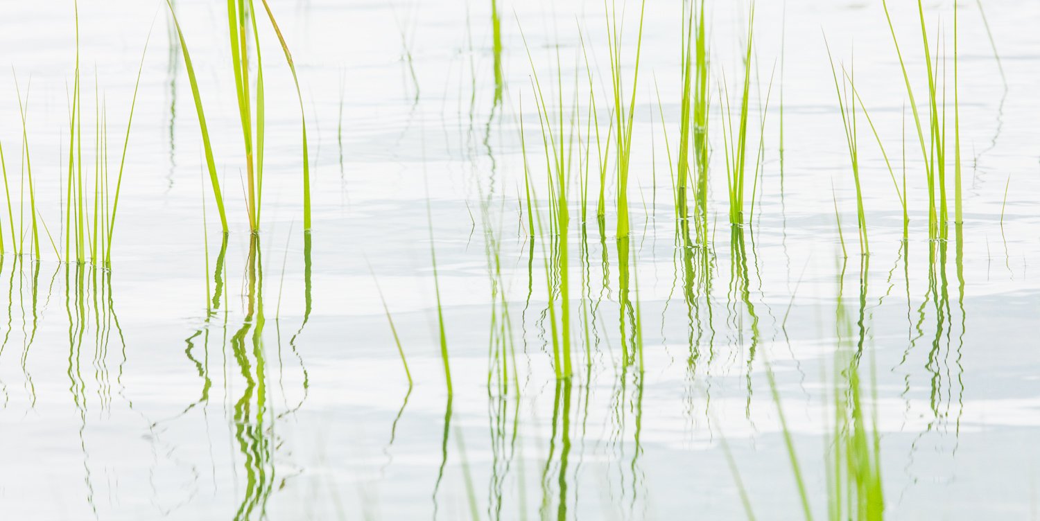  Grass Reflections 