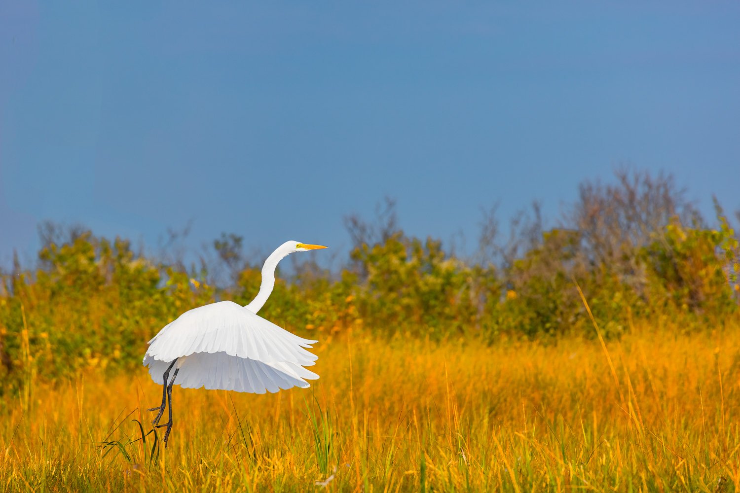 Great White Egret with Skirt