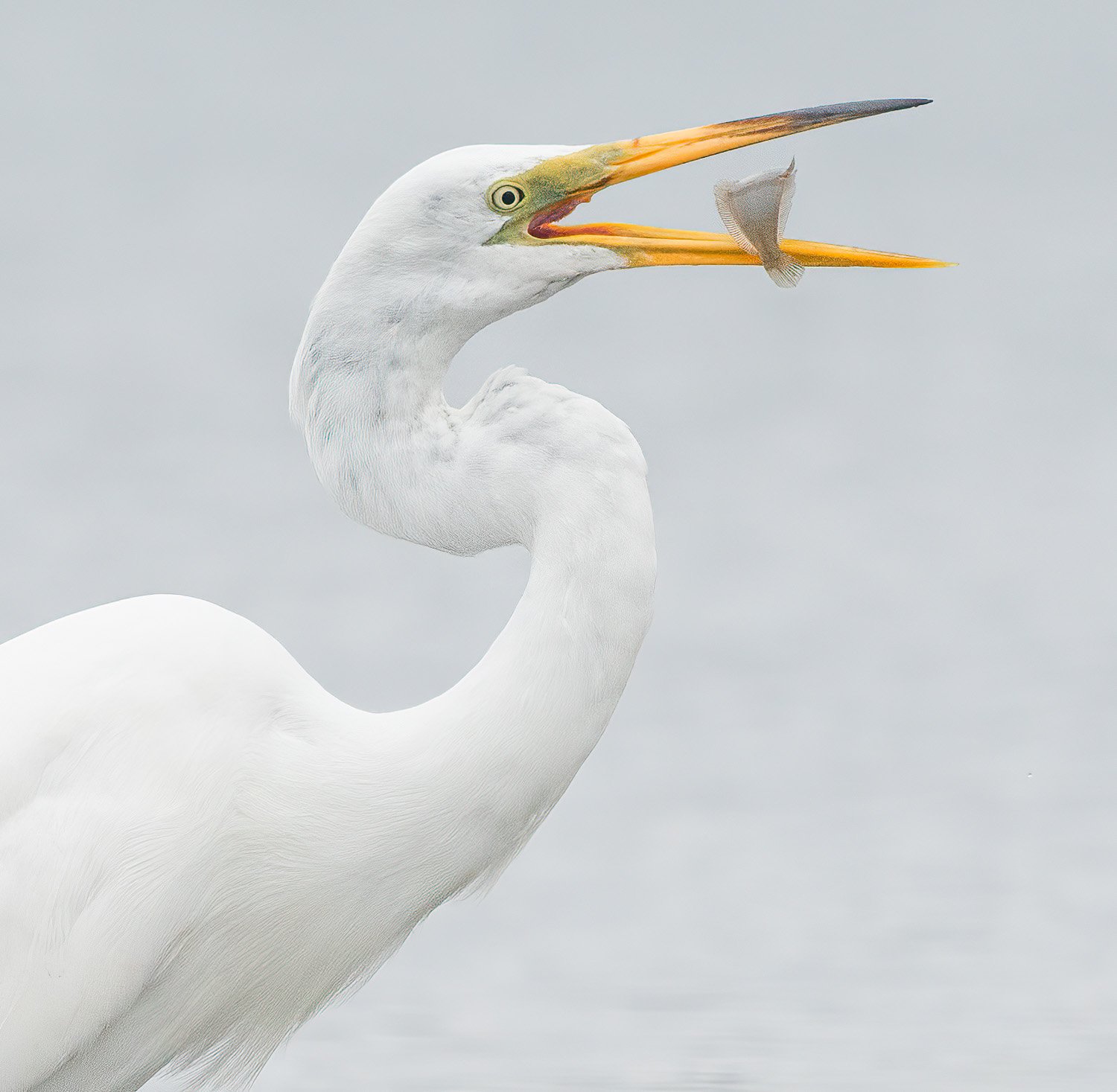 Catch of the Day, White Egret