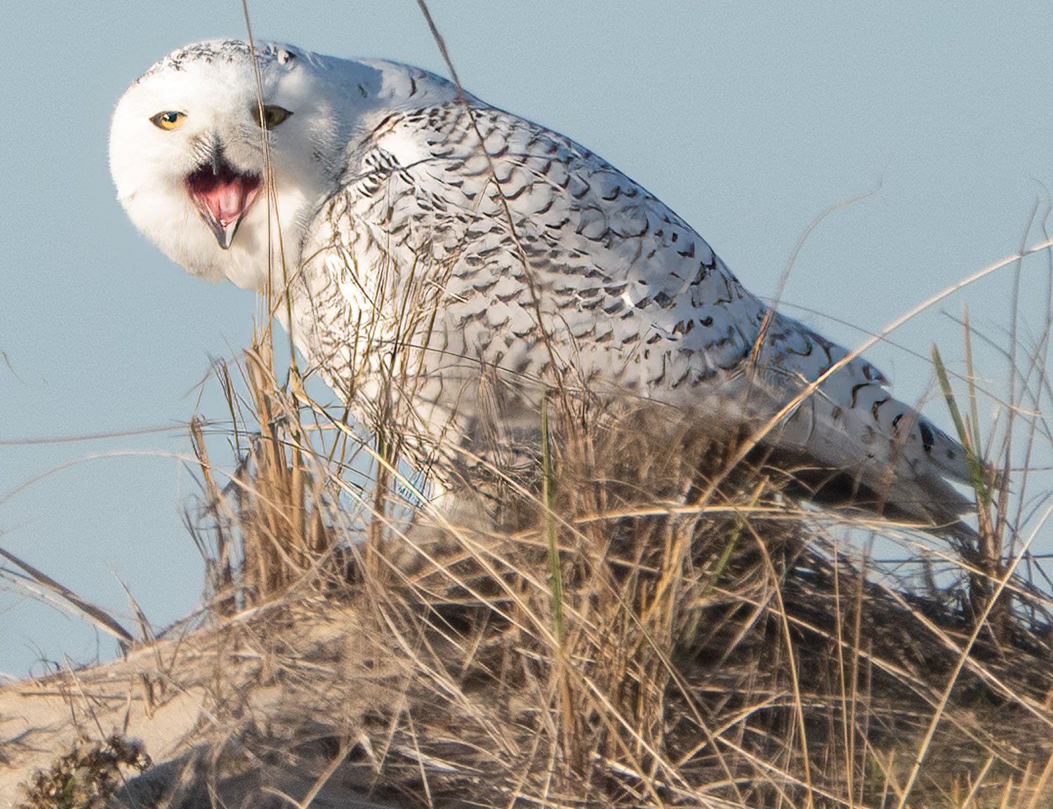 Snowy Owl