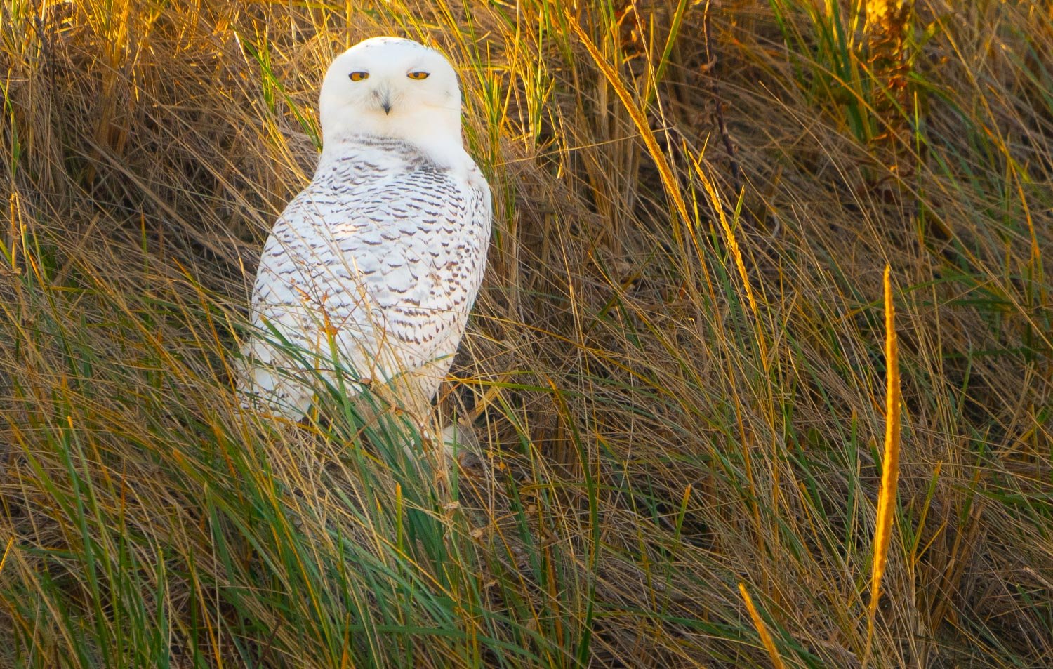 Snowy Owl