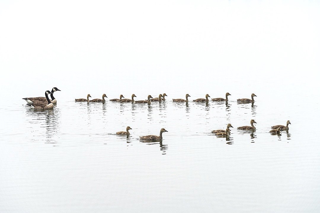 Two Moms Manage 18 Gosslings