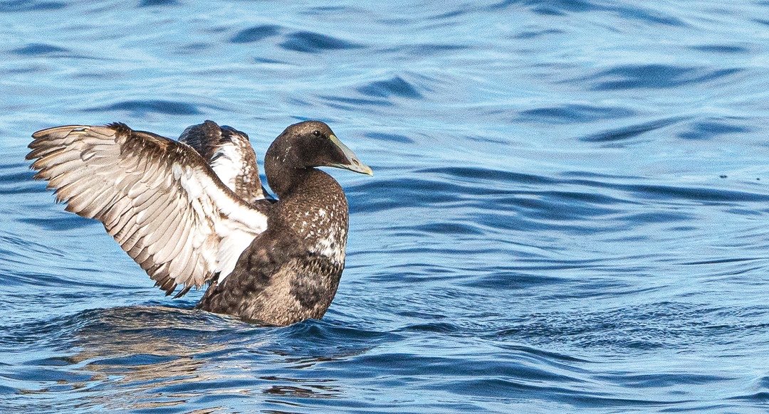 Common Eider Duck