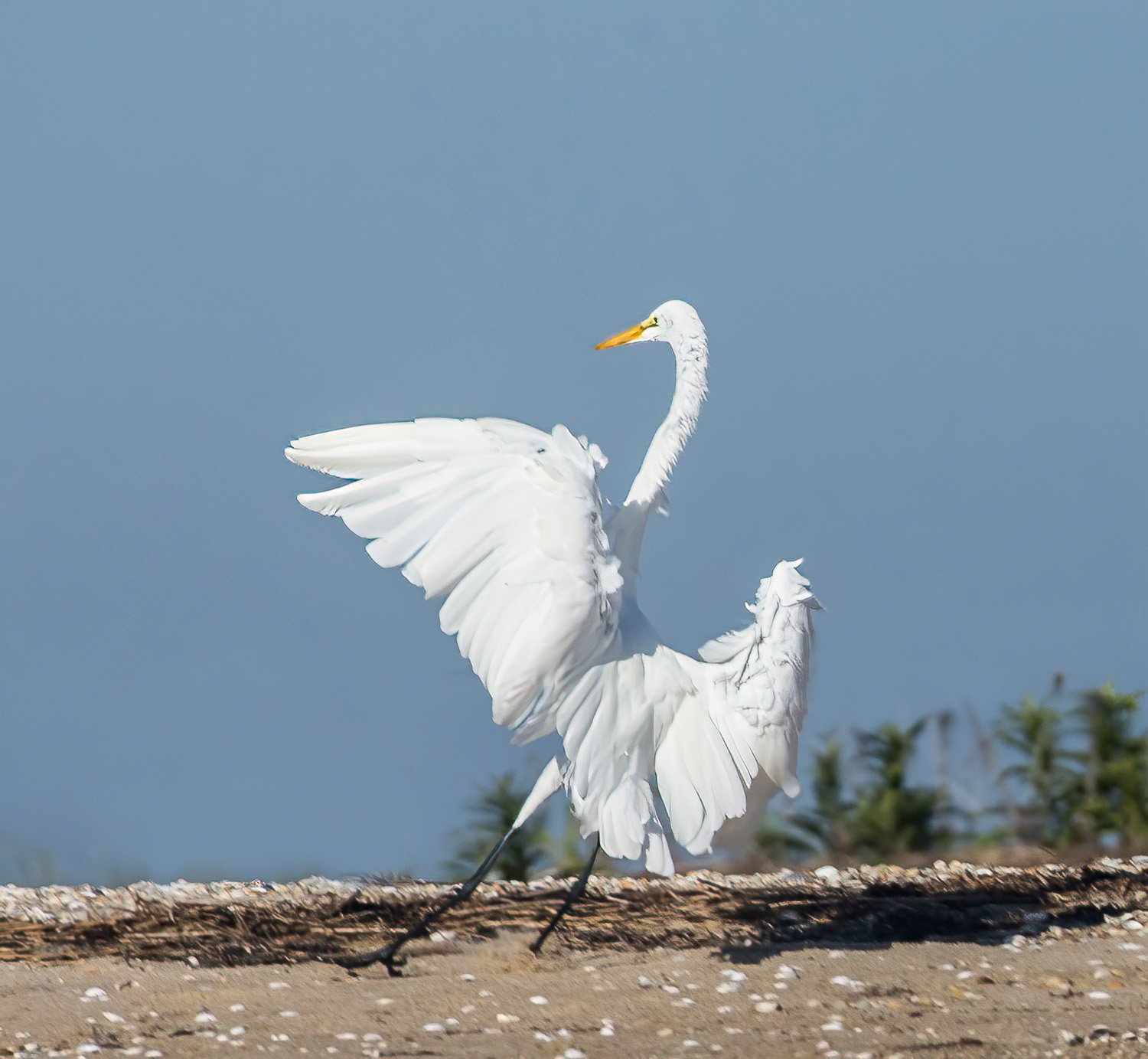 Blown Away, Great White Egret