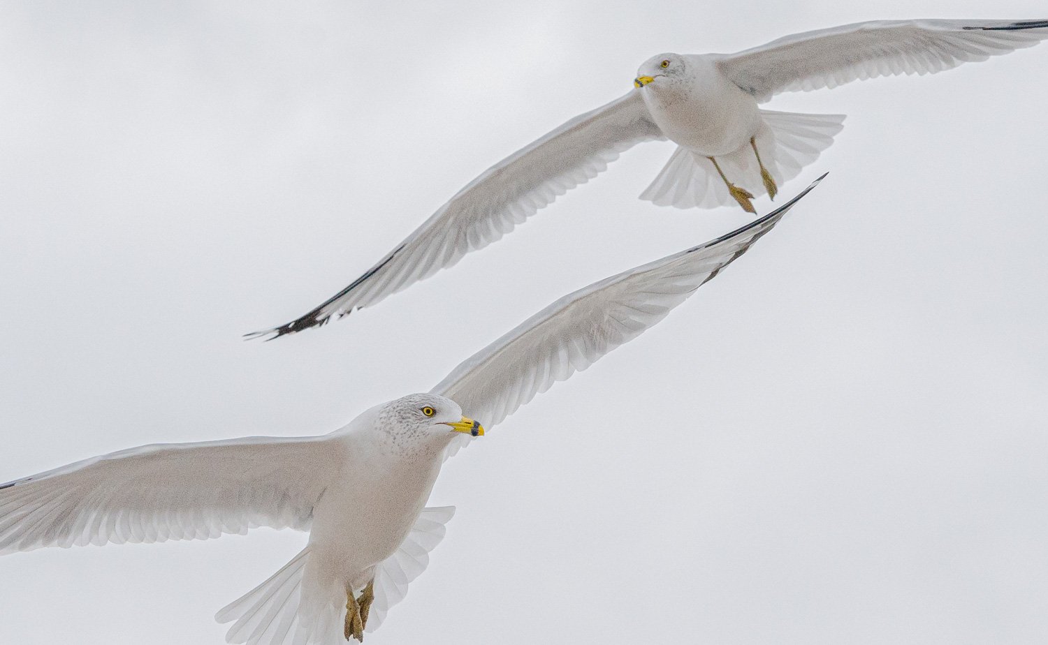 Gulls