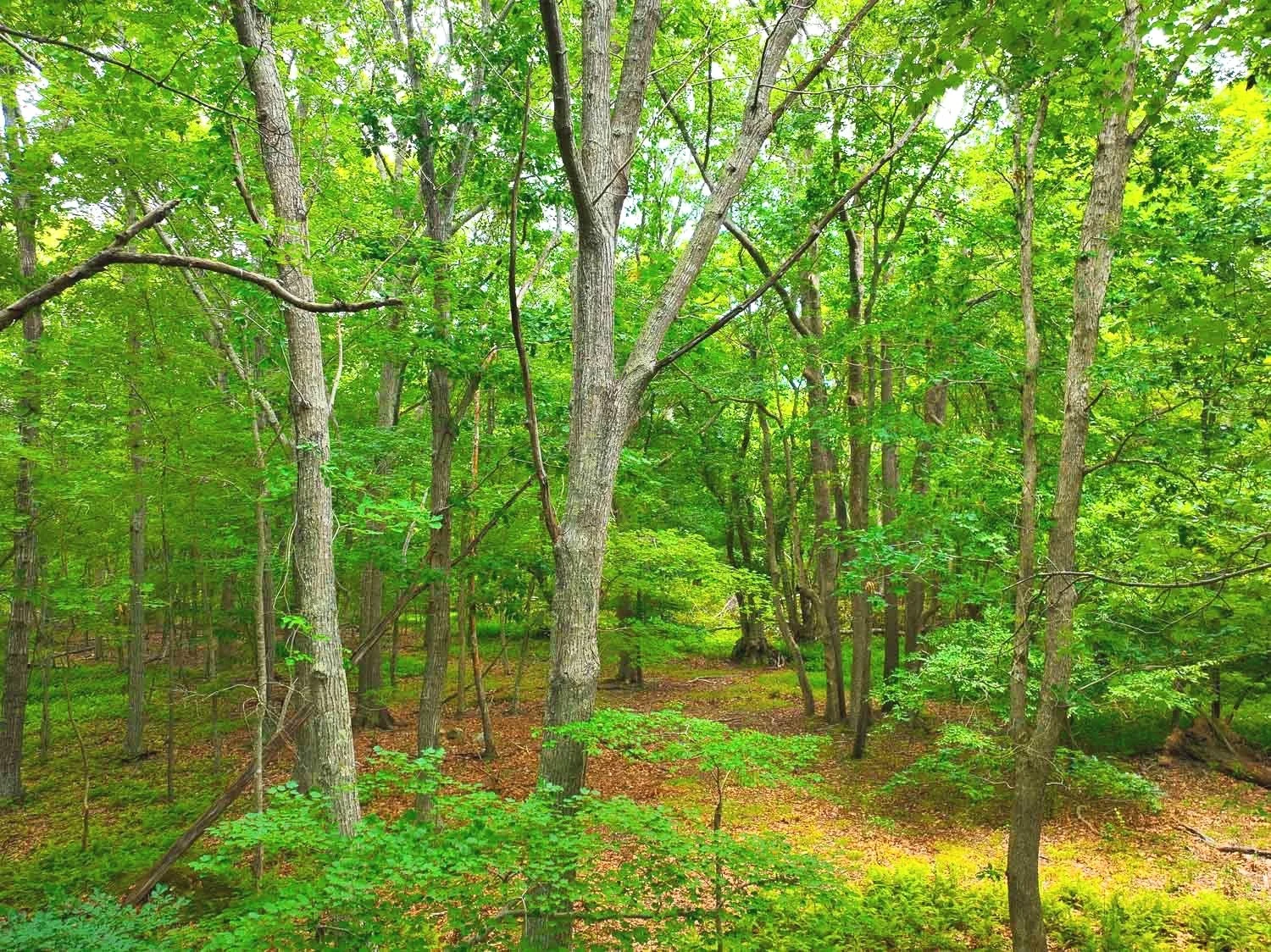 Spring Woods, Southampton