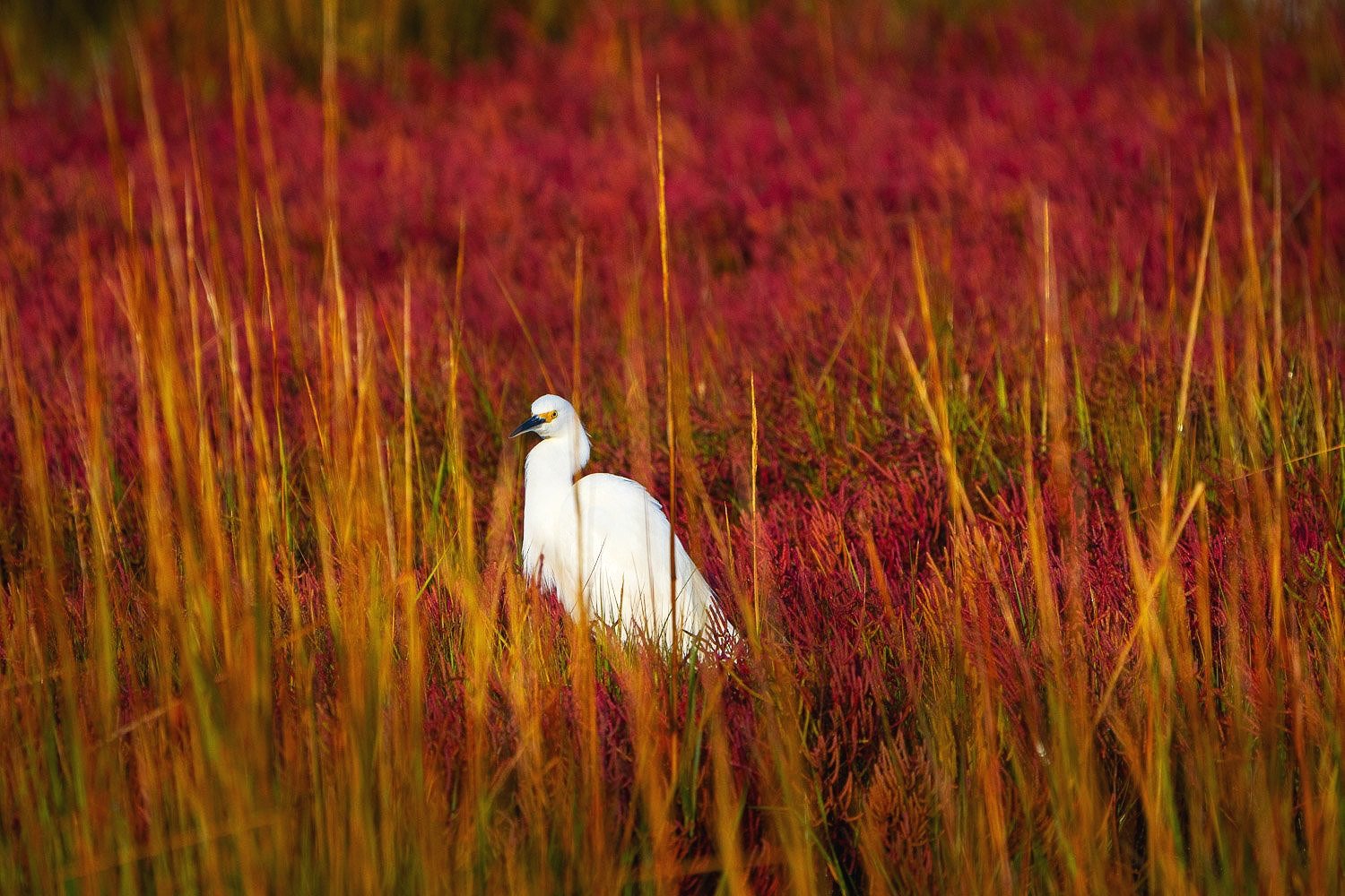  Snowy egret in red autumn vegetation 