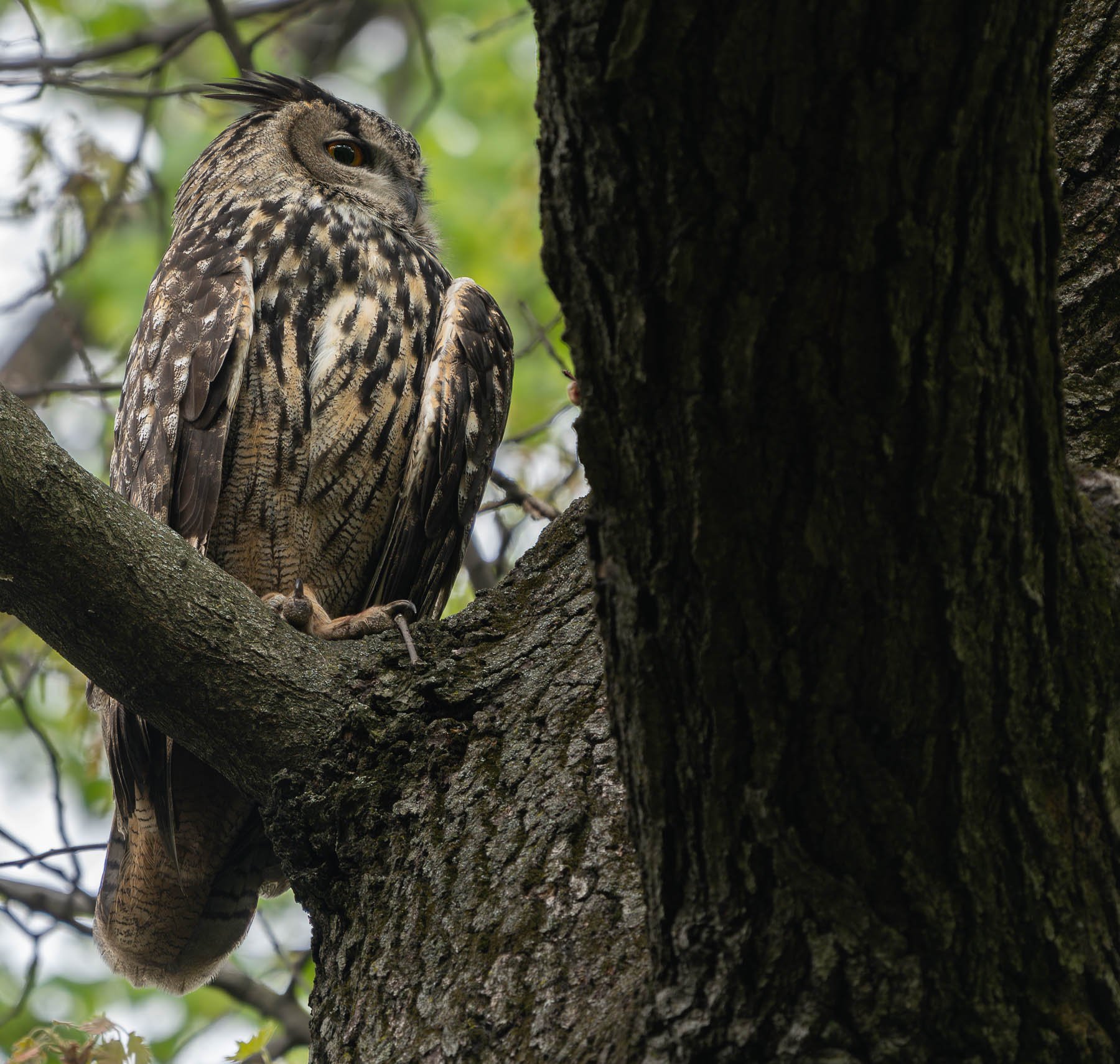 Flaco, Eurasion Owl